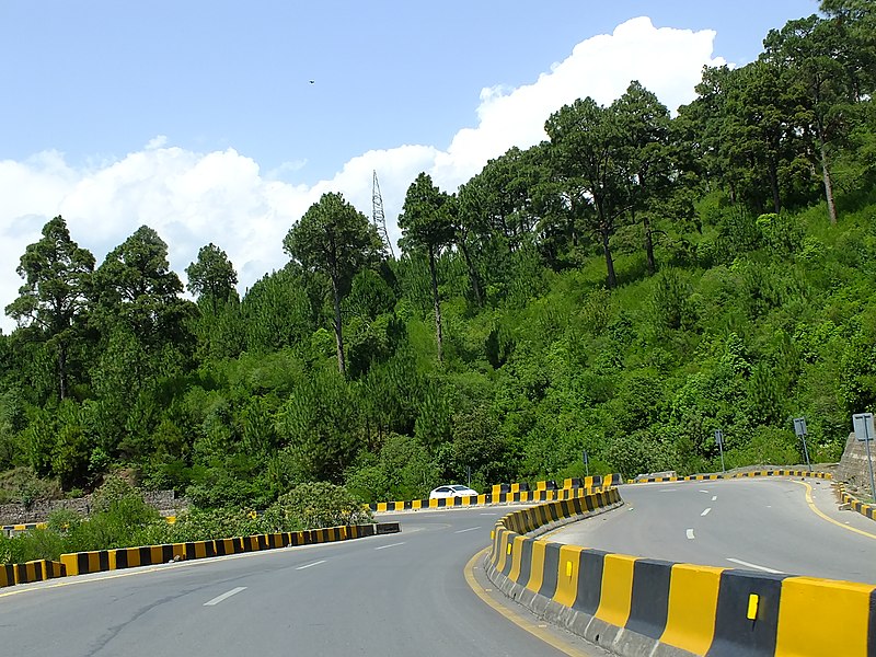 Pinus_Roxburgi_Trees_on_Murree_Expressway